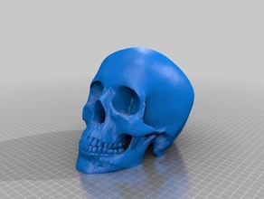 cráneo humano sólido no hay apoyos necesarios renforced mandiblteeth las esculturas la diversión cabeza humana 3d print model - Mito3D