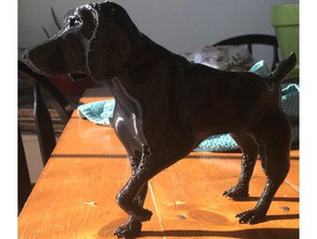 alemão de pêlo curto ponteiro do spg animais cão hound caça 3d print model - Mito3D
