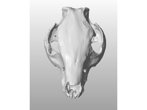 pig skull scan animals 3d print model - Mito3D