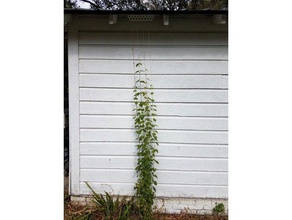luppolo vite staffa all'aperto giardino giardinaggio la pianta stringa il supporto spago verticale muro 3d print model - Mito3D