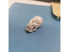 skull other 3d design print scan 3d print model - Mito3D