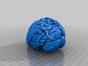 human brain remix Biologie Anatomie cortex 3d print model - Mito3D