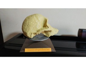 stand di australopithecus africanus cranio apprendimento australopithicus austrolopitecus base titolare lucia suporte 3d print model - Mito3D