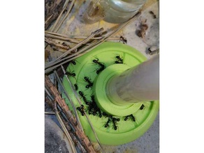 ant feeder drinker pets 3d print model - Mito3D