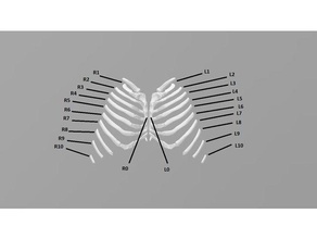 l'homme thorax plan frontal de la biologie l'anatomie poitrine côtes 3d print model - Mito3D