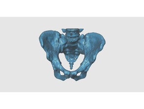 le bassin osseux biologie 3d print model - Mito3D