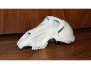 baboon skull animals 3d print model - Mito3D
