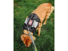 b&w usa flag patch animali bandiera americana cane doggy asta 3d print model - Mito3D