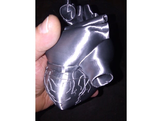 um coração de prata biologia anatômica 3D print model - Mito3D