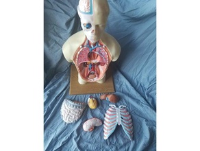 İnsan Anatomisi gövde modeli 3d print model - Mito3D