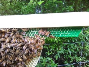 barra de topo ramo fundação starter a apicultura abelha favo mel 3d print model - Mito3D