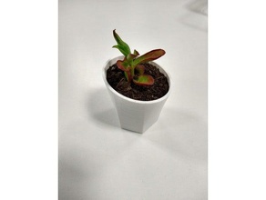 succulent pot - oval cactus plant pots succulents 3d print model - Mito3D