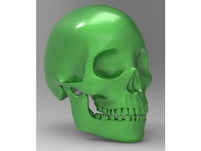 cranio 3d la stampa l'anatomia l'osso mandibola denti 3d print model - Mito3D