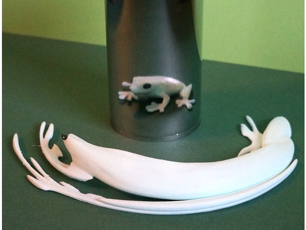 anamórfico de la rana anamórfica anamorphosis animal art matemáticas espejo naturaleza ciencia escultura 3D print model - Mito3D