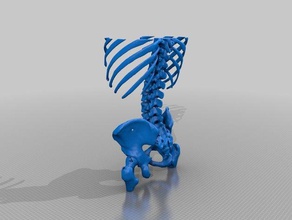 thorax pelvis real ct scan male biology bone computed tomography dicom skeleton 3d print model - Mito3D