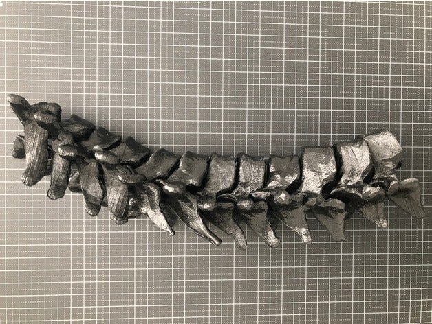 human thoracic vertebrae t1-t12 art anatomy 3D print model - Mito3D