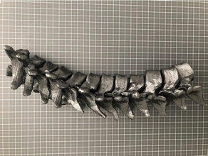 insan torakal vertebra t1-t12 sanat anatomi 3d print model - Mito3D