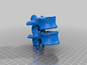 iki omur biyoloji 3d print model - Mito3D