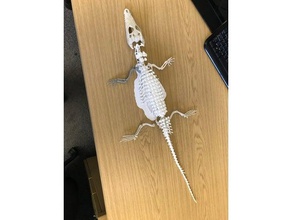 crocodilo esqueleto animais 3d print model - Mito3D
