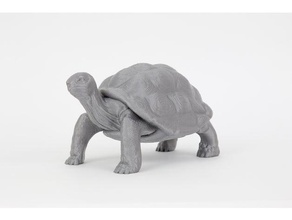 la tortuga modelos animal realista 3d print model - Mito3D