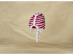 Körperteile Biologie Knochen Herz Mensch menschlichen Körper 3d print model - Mito3D