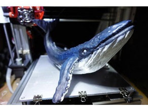 whale animals anet aneta8 animal balaenoptera musculus blue ender3 3d print model - Mito3D