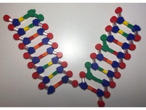 dna replication v1 biology 3d print model - Mito3D