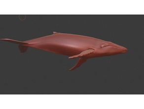 blu megattera animali humpbackwhale 3dmodel 3dprint animale bluewhale figura pesce mamal marino modelforprint pirati dei caraibi la scultura mare pecore balena 3d print model - Mito3D