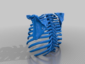 Brustkorb cat-scan Menschen Knochen ct-scan die medizinische rib Skelett 3d print model - Mito3D