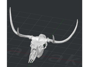 whitetail deer cranio di 4 punti animali animale cervi 3d print model - Mito3D