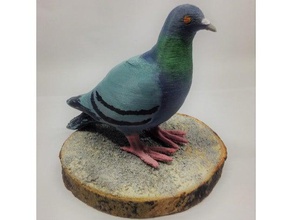 little pigeon scans & replicas 3d print model - Mito3D