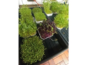 quick harvest microgreens grow tray outdoor & garden bottom water farming gardening greens growing micro soil urbanfarming urban 3d print model - Mito3D