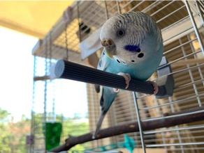 pet parakeet cage perch star pets 3d print model - Mito3D