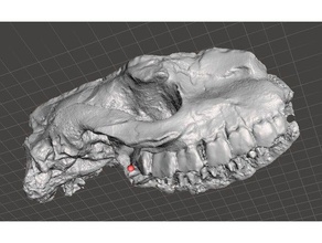 fossil hyracodon skull learning 3d printing biology fossils geology paleontology photogrammetry physiology science 3d print model - Mito3D