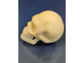 cranio sculture 3d print model - Mito3D