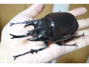 megasoma acteon animals beetle insect 3d print model - Mito3D