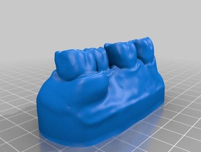 4 Zähne Modell 3d-drucken die zahnmedizinische Ausbildung Mundhygiene Mundhygiene-Modell 3d print model - Mito3D