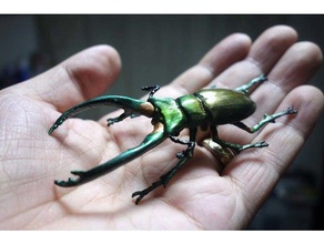 cyclommatus elaphus hayvanlar böcek lucanidae geyik böceği 3d print model - Mito3D