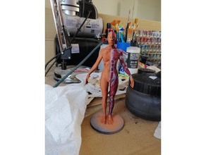 kadın anatomisi referans biyoloji 3d print model - Mito3D