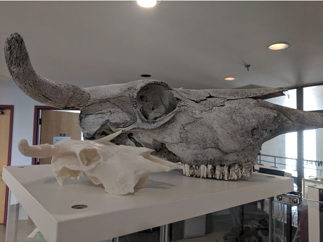 longhorn cow skull biology animal skeleton 3D print model - Mito3D