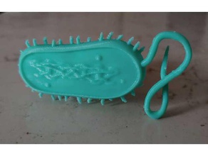 bacterial cell model biology 3d print model - Mito3D