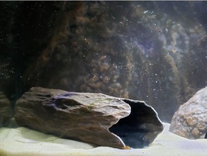 akvaryum dekorasyon - ahşap dokulu mağara büyük tek giriş evcil hayvan akvaryumlar yengeç balık tankı vatoz sürüngen karides Akvaryumu terarium 3d print model - Mito3D