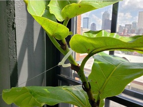 impianto formatore legare due dimensioni famiglia fiore giardino piante d'appartamento interno la pianta cravatta albero 3d print model - Mito3D