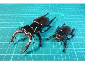 cerf beelte lucain cervus les insectes lucanidae cerf-volant 3d print model - Mito3D