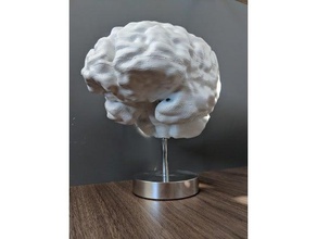 das menschliche Gehirn Biologie gehirn hirn Mensch Männlich Schädel 3d print model - Mito3D