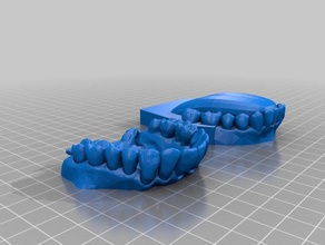human teeth tongue biology 3d print model - Mito3D