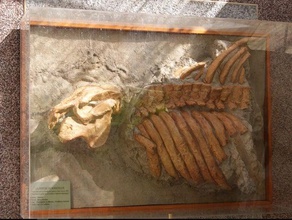 efendim ne manosque biyoloji Arkeoloji fosil fosiller paleontoloji patrimoine 3d print model - Mito3D