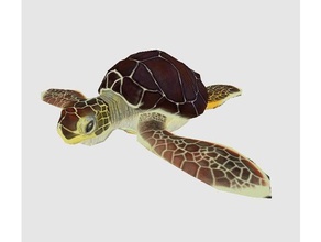 green sea turtle low poly animals animal ocean 3d print model - Mito3D