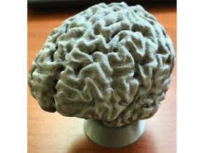 cervello sculture corpo umano il cranio 3d print model - Mito3D
