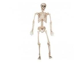 esqueleto del ser humano 3d-drucken 3d print model - Mito3D
